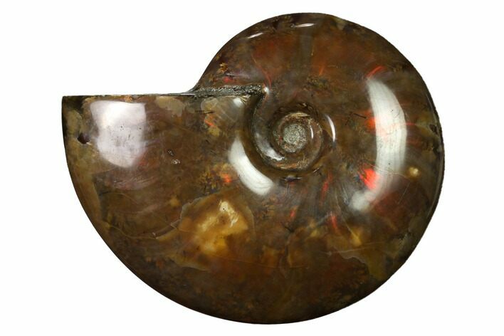 Flashy Red Iridescent Ammonite #155148